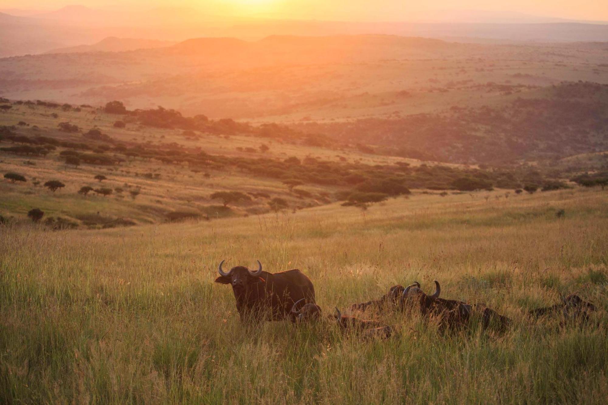 Valley Lodge - Babanango Game Reserve Дънди Екстериор снимка