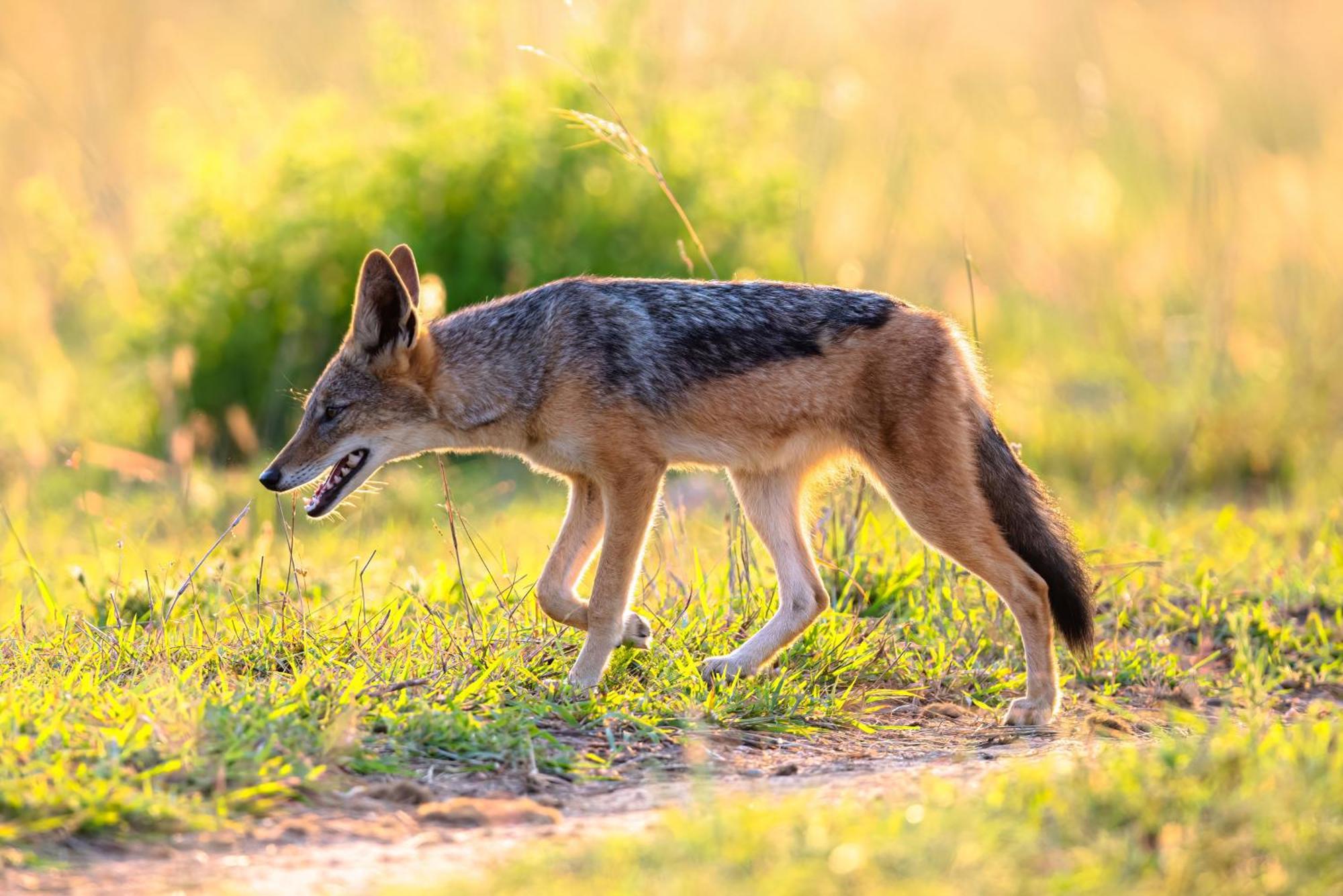 Valley Lodge - Babanango Game Reserve Дънди Екстериор снимка