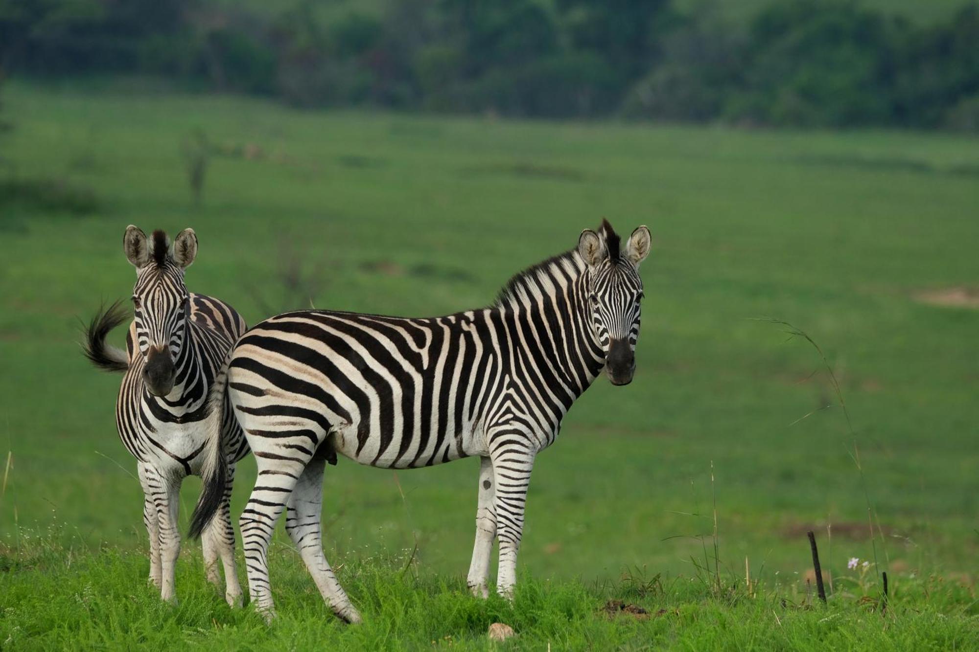 Valley Lodge - Babanango Game Reserve Дънди Екстериор снимка
